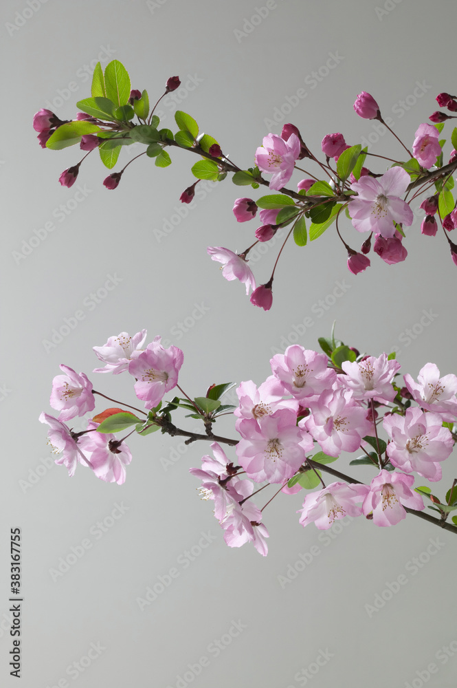 Obraz premium カイドウ