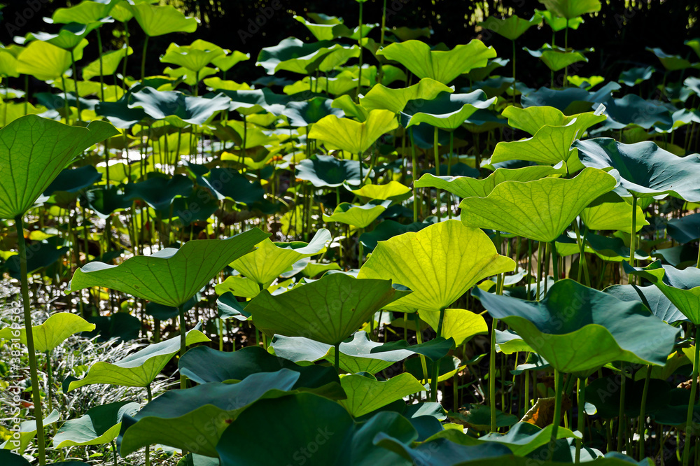 Lotus leaves (Nelumbo nucifera) on Japanese garden