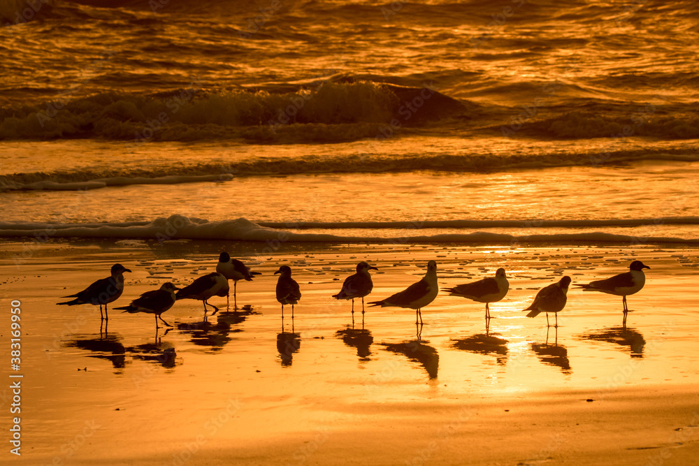 Fototapeta premium Laughing gulls shilouetted on the orange wet sand on the beach at sunrise on Amilia Island.