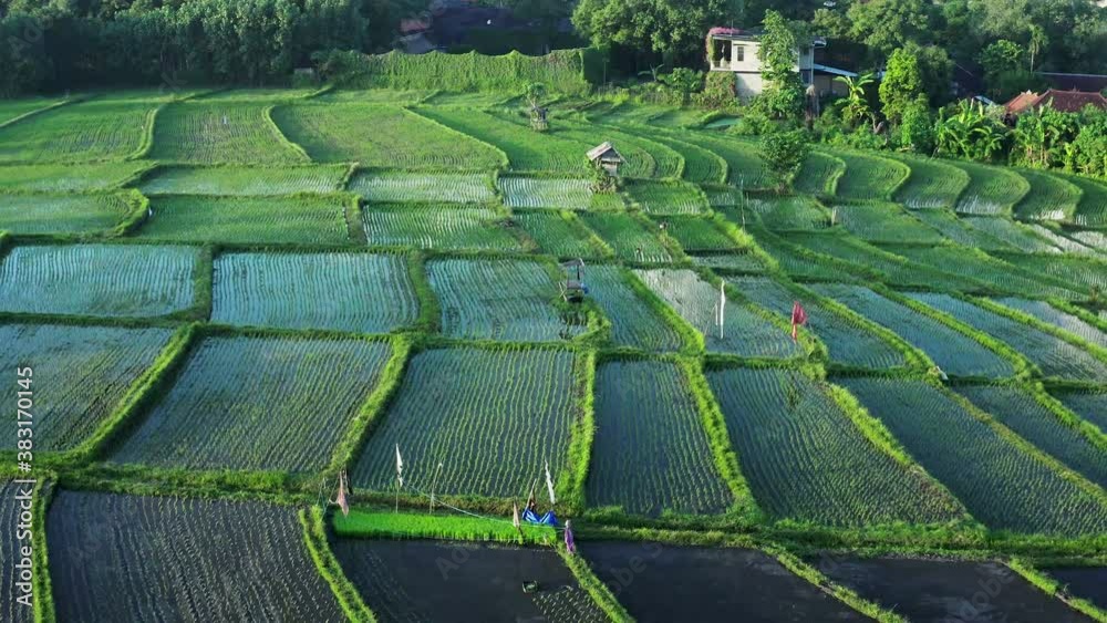 Aerial drone view of some rice paddy fields in Bali Indonesia