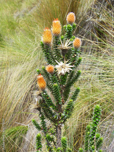 Chuquirahua (Chuquiraga jussieui) flower of Andes, is a native species of Colombia, Ecuador and Peru. Toreadora lake recreation area in Cajas National park, Ecuador