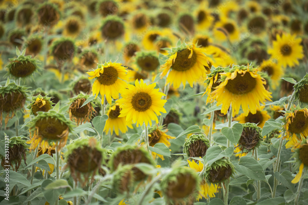 One sunflower still in perfect bloom within a field of wilting ones at end of summer One sunflower still in perfect bloom within a field of wilting ones at end of summer