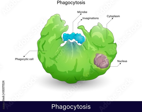 Mechanism of Phagocytosis process. endocytosis of microbe, phagocytosis by immune cells (macrophage, neutrophil, dendritic cell). cell eating, isolated Phagocytosis in Green color vector illustration photo