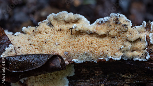 Steccherinum lusitanicum toothed crust fungi - Copeland Tops rainforest, NSW, Australia photo