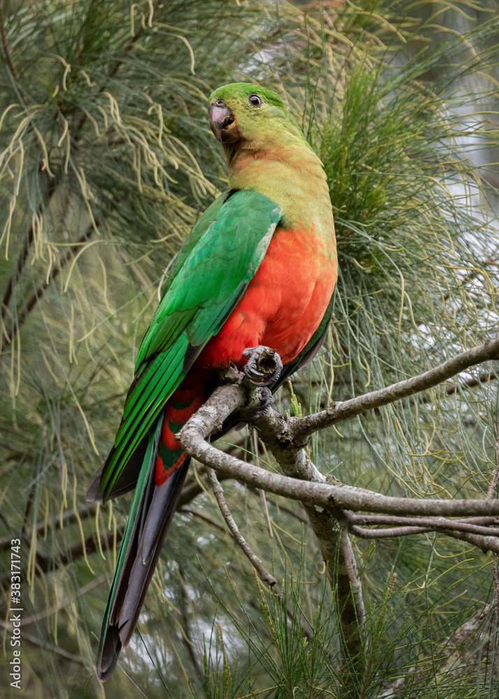Female Australian King Parrot (Alisterus scapularis) perched in a tree - native to eastern Australia 