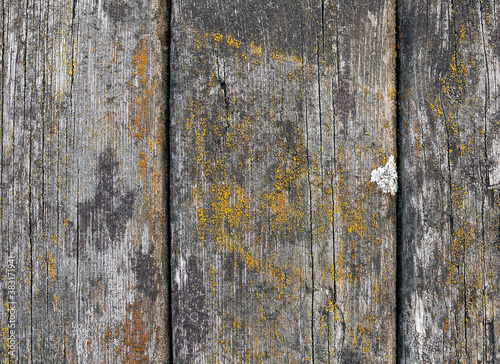 old wooden background... Old wooden background from boards with corrosion and moss  top view close-up.