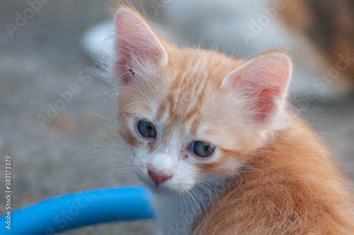 a three coloured cat is looking at something. © Jarumas
