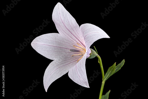 Pink flower of Platycodon grandiflorus or bellflowers, isolated on black background