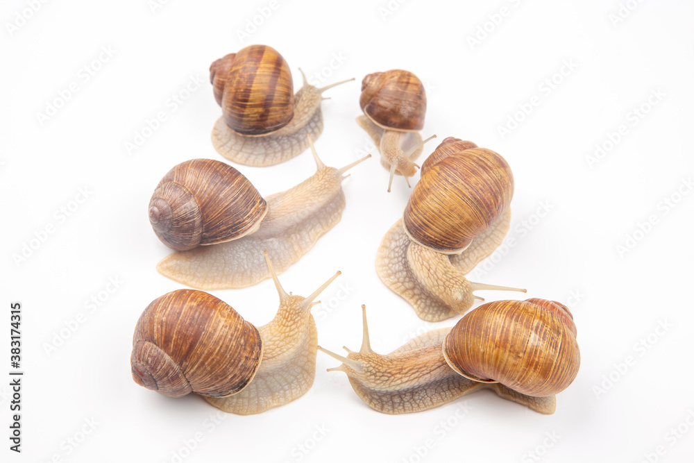 Helix pomatia. grape snail on a white background. mollusc and invertebrate. delicacy meat and gourmet food Helix pomatia. grape snail on a white background. mollusc and invertebrate. delicacy meat and gourmet food