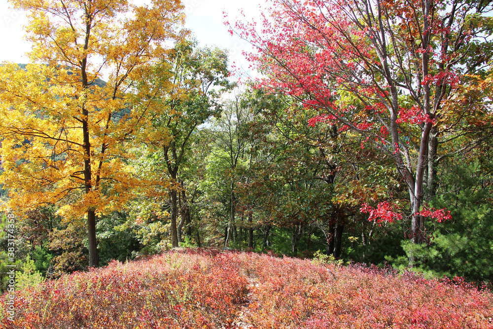 Naklejka premium Autumn Scenes in a Pennsylvania Valley