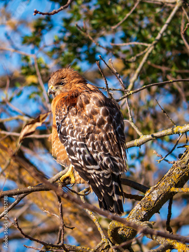 Red-shouldered hawk perched up in bare tree in winter close up