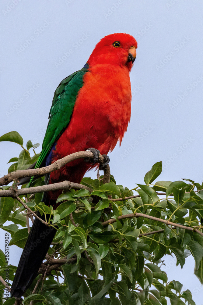 Male Australian King Parrot (Alisterus scapularis) perched in a tree - native to eastern Australia