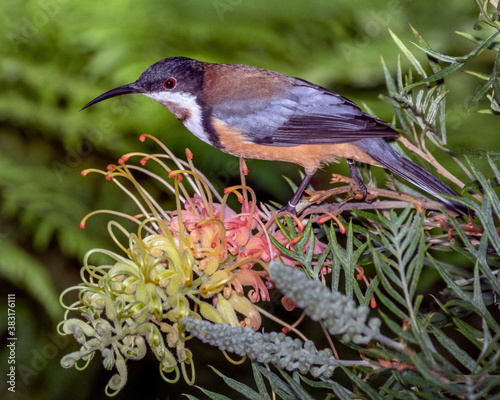 Eastern Spinebill (Acanthorhynchus tenuirostris) feeding on a grevillea flower - Lamington National Park, QLD, Australia