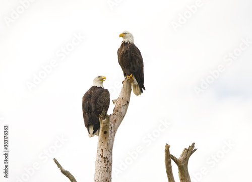 Bald Eagle Pair