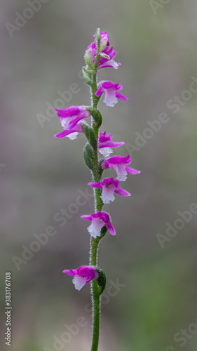 Austral Ladies' Tresses or Pink Spiral Orchid (Spiranthes australis) - endemic to eastern Australia