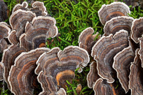 Trametes versicolor fungi (Turkey Tails) - Lamington National Park, QLD, Australia