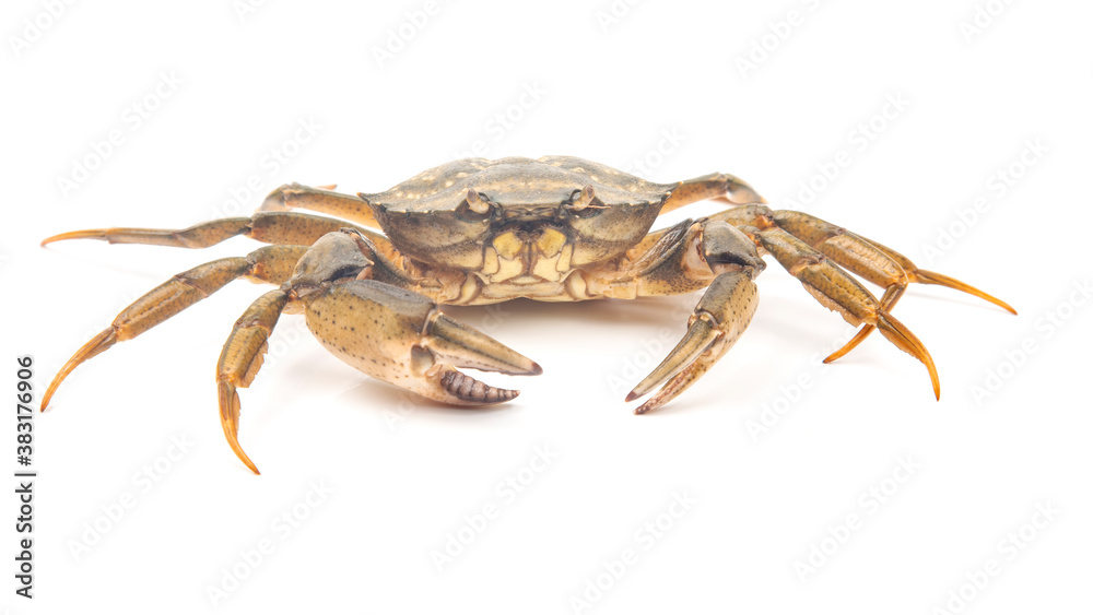 Sea herbal arthropod crab on a white background Sea herbal arthropod crab on a white background