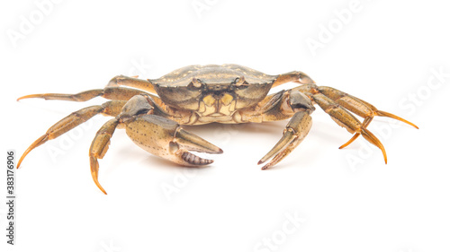 Sea ​​herbal arthropod crab on a white background