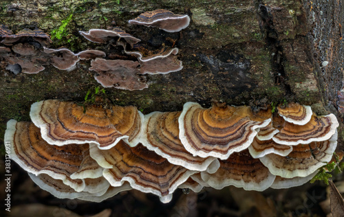 Trametes versicolor fungi (Turkey Tails) & Stereum illudens (at top) - Lamington National Park, QLD, Australia