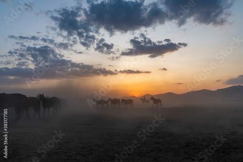Fototapeta Naklejka Na Ścianę i Meble -  Wild horses run in foggy at sunset. Between Cappadocia and Kayseri, Turkey