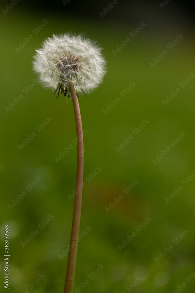 Fototapeta premium Dandelion in the grass