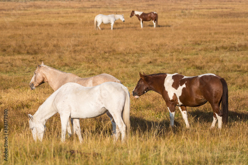 Horses grazing in a field in Elk Ranch just outside Grand Teton National Park (Wyoming).