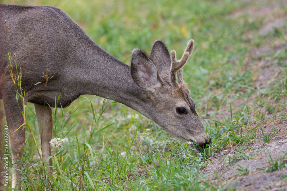 A wild deer grazing in the woods in Grand Teton National Park (Wyoming).