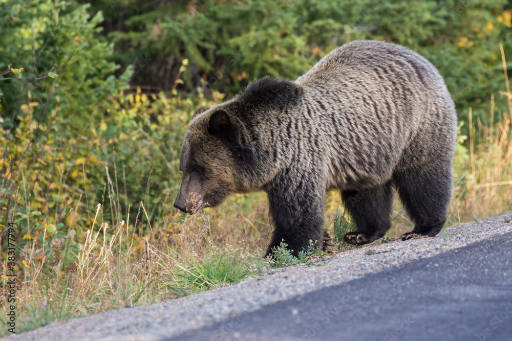 A wild sub-adult grizzly bear hiking along the side of the road in Grand Teton National Park (Wyoming).
