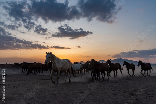 Wild horses run in foggy at sunset. Between Cappadocia and Kayseri  Turkey