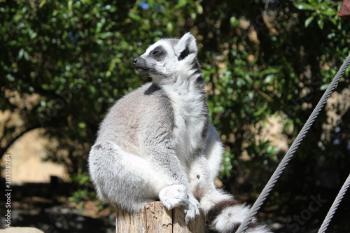 ring lemur