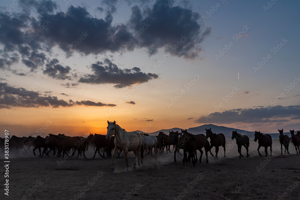 Wild horses run in foggy at sunset. Between Cappadocia and Kayseri, Turkey Wild horses run in foggy at sunset. Between Cappadocia and Kayseri, Turkey