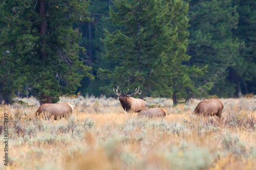 A herd of elk with a bull elk in a field in Grand Teton National Park  Wyoming .