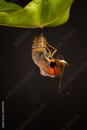 Canvas Print amazing moment about butterfly,amazing moment about butterfly change form chrysa