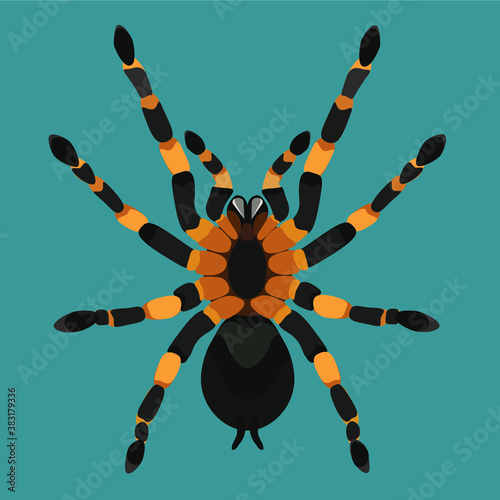 spider tarantula bottom view vector color illustration