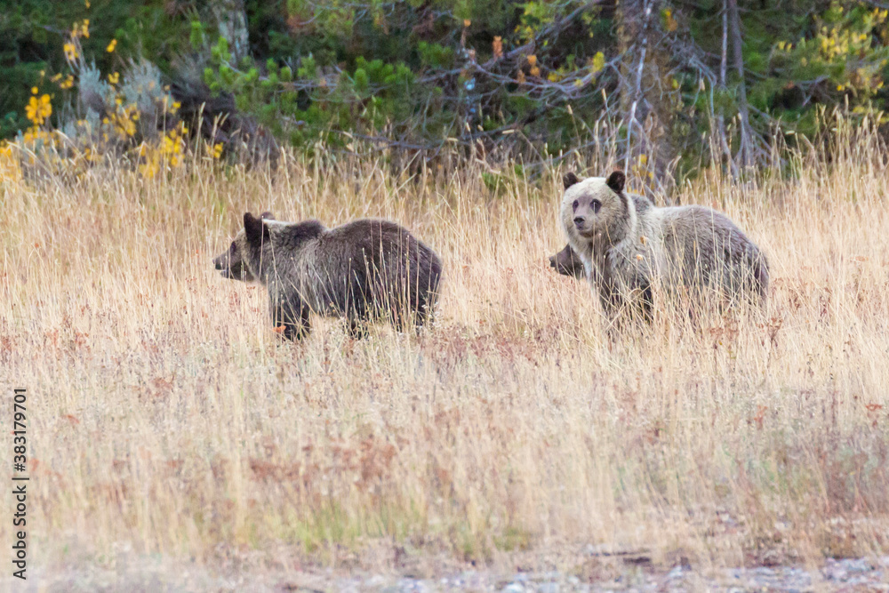 The famous Grizzly Bear 399 and her cubs grazing in a field amidst the fall colors in Grand Teton National Park (Wyoming). The famous Grizzly Bear 399 and her cubs grazing in a field amidst the fall colors in Grand Teton National Park (Wyoming).
