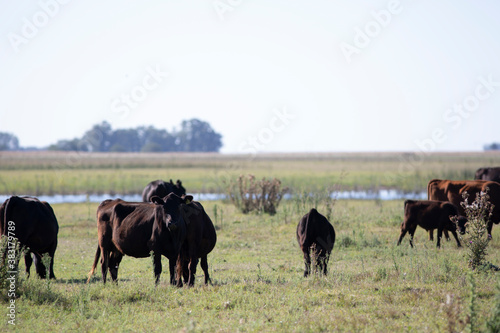 angus en el campo