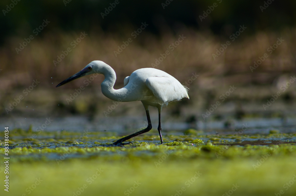 Little Egret ( Egretta Garzetta ) on water with nature backgroun Little Egret ( Egretta Garzetta ) on water with nature backgroun