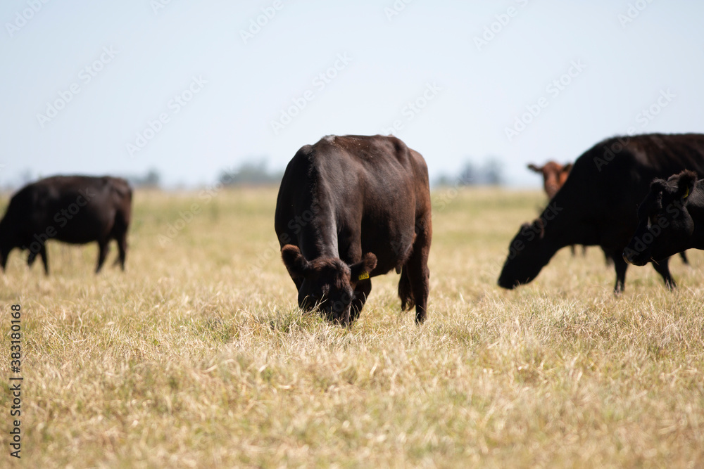 angus en el campo