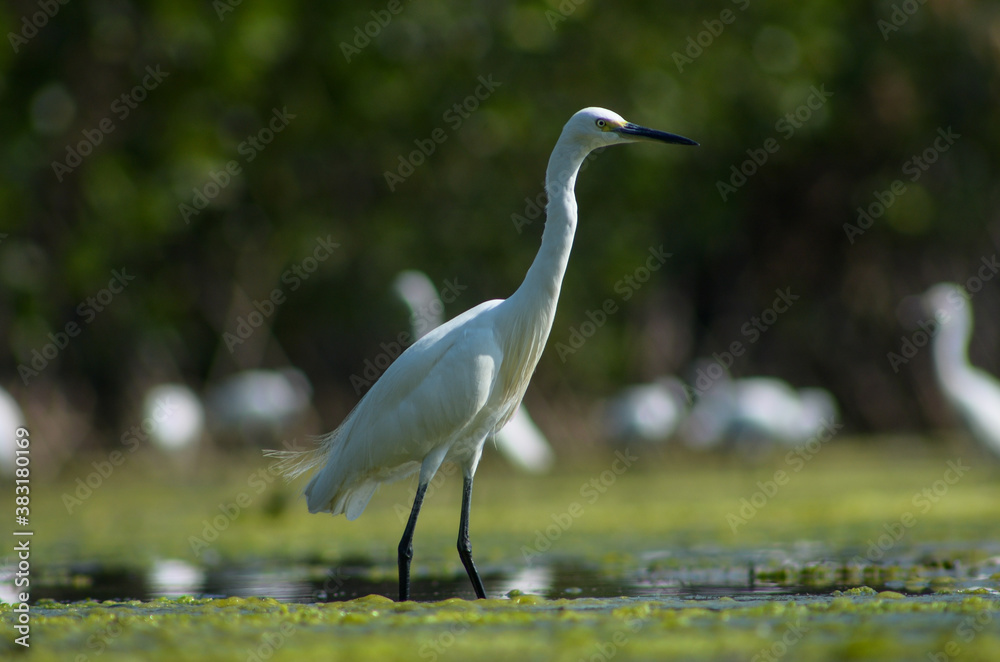 Obraz premium Little Egret ( Egretta Garzetta ) on water with nature backgroun