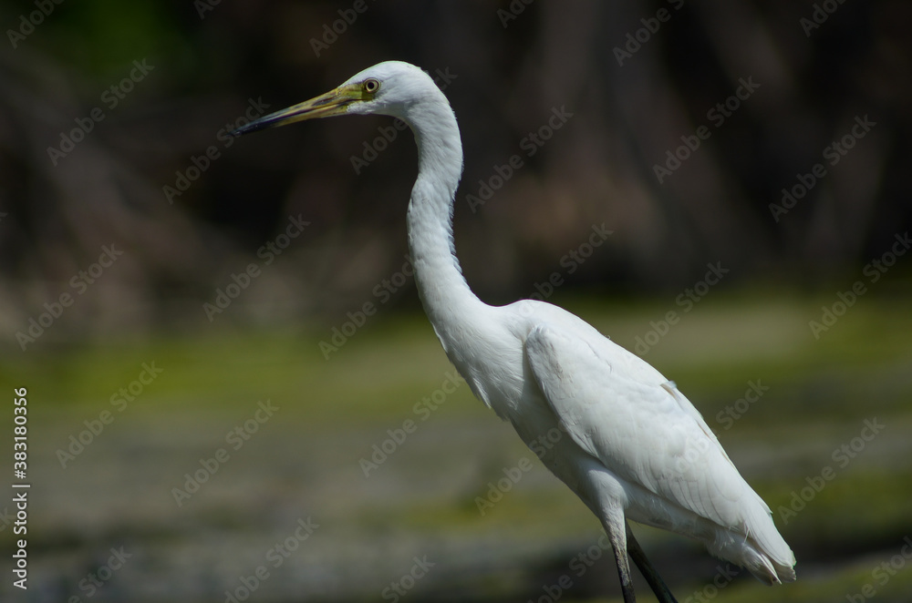 Little Egret ( Egretta Garzetta ) on water with nature backgroun Little Egret ( Egretta Garzetta ) on water with nature backgroun