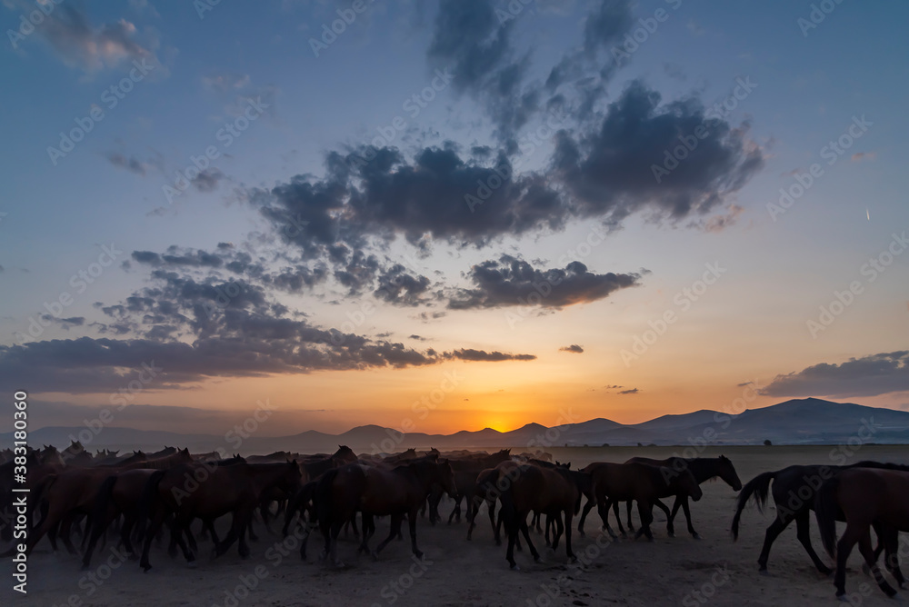 Wild horses run in foggy at sunset. Between Cappadocia and Kayseri, Turkey Wild horses run in foggy at sunset. Between Cappadocia and Kayseri, Turkey