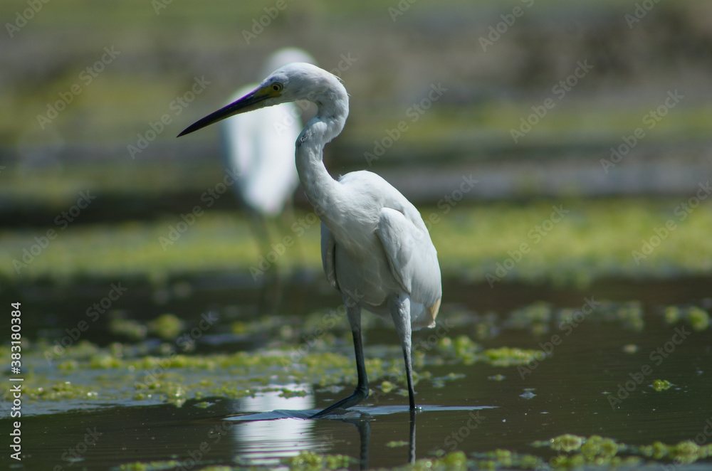Little Egret ( Egretta Garzetta ) on water with nature backgroun Little Egret ( Egretta Garzetta ) on water with nature backgroun