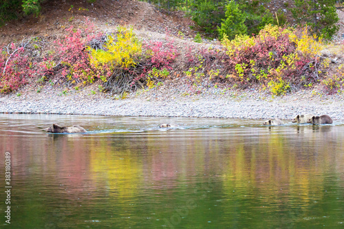 Grizzly Bear 399 and her four cubs crossing the river in Grand Teton National Park amidst the fall colors.