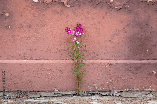 Small purple flower growing out of a crack in the sidewalk, against an old pink wall