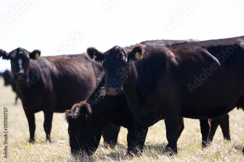 angus en el campo