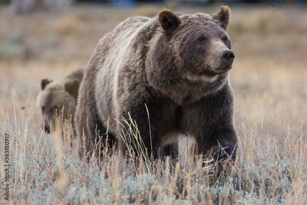 Fototapeta premium The famous grizzly bear 399 roaming in a field in Grand Teton National Park in Wyoming. 