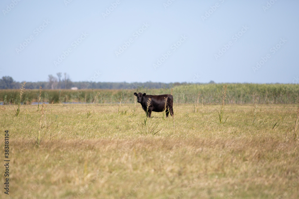 angus en el campo