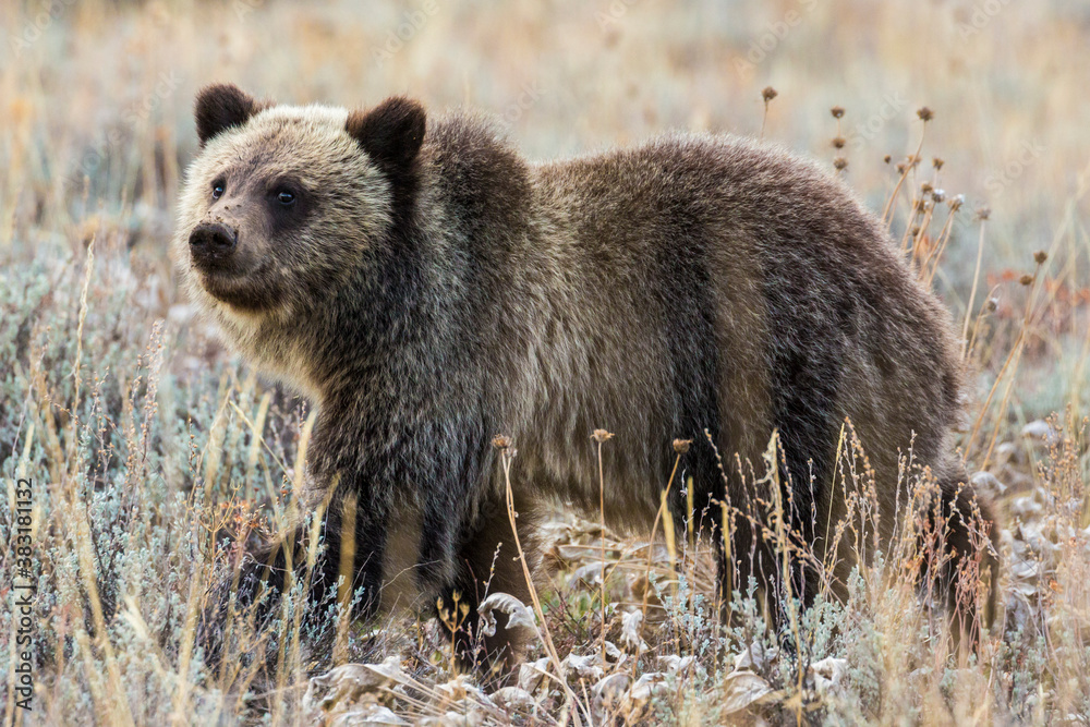 A wild grizzly bear cub belonging to the famous grizzly bear 399 grazing in a field in Grand Teton National Park (Wyoming). A wild grizzly bear cub belonging to the famous grizzly bear 399 grazing in a field in Grand Teton National Park (Wyoming).