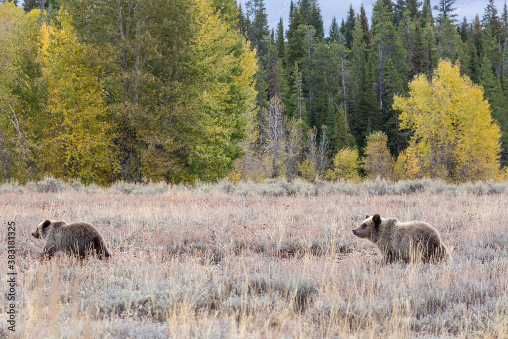 The famous grizzly bear 399 roaming in a field in Grand Teton National Park in Wyoming. The famous grizzly bear 399 roaming in a field in Grand Teton National Park in Wyoming.