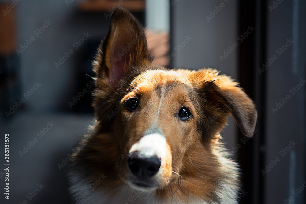 Fototapeta premium Collie portrait